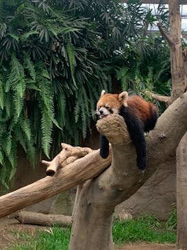 神戸どうぶつ王国に投稿された画像（2021/7/5）