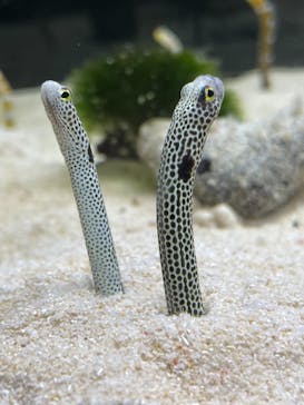 京都水族館に投稿された画像（2021/7/5）