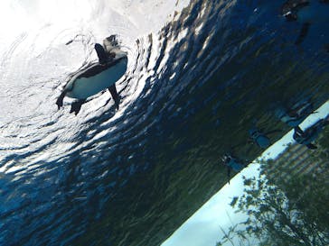 サンシャイン水族館に投稿された画像（2021/7/5）