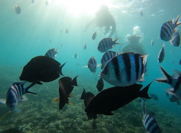 青の洞窟専門店　沖縄ダイビングショップ和に投稿された画像（2021/7/5）