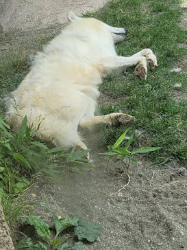 那須どうぶつ王国に投稿された画像（2021/7/5）