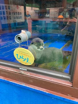 ゼロ距離水族館 伊勢シーパラダイスに投稿された画像（2021/7/6）