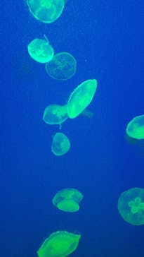 大分マリーンパレス水族館 「うみたまご」に投稿された画像（2021/7/6）