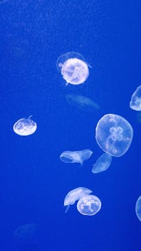 大分マリーンパレス水族館 「うみたまご」に投稿された画像（2021/7/6）