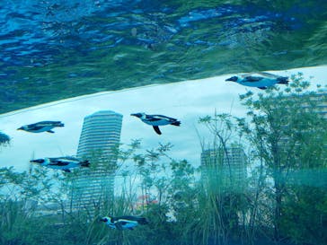 サンシャイン水族館に投稿された画像（2021/7/6）