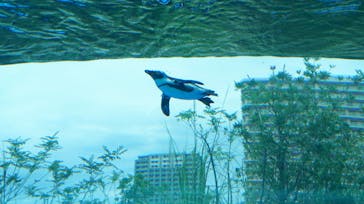 サンシャイン水族館に投稿された画像（2021/7/6）