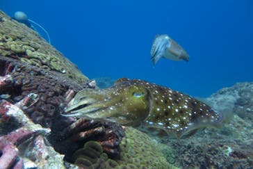 屋久島自然案内に投稿された画像（2021/7/4）