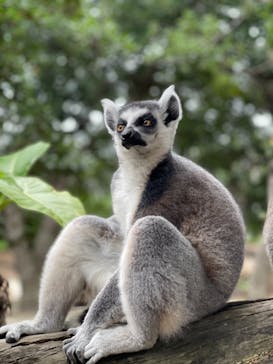 神戸どうぶつ王国に投稿された画像（2021/7/6）