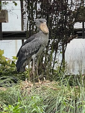 神戸どうぶつ王国に投稿された画像（2021/7/6）