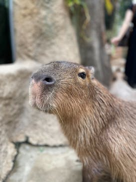 神戸どうぶつ王国に投稿された画像（2021/7/6）