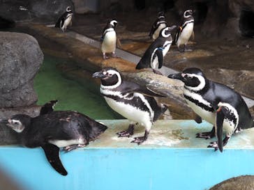 しながわ水族館に投稿された画像（2021/7/7）