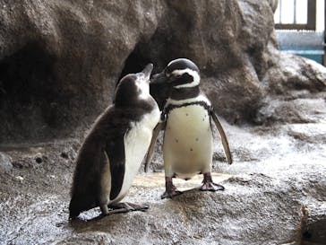 しながわ水族館に投稿された画像（2021/7/7）