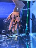 サケのふるさと 千歳水族館に投稿された画像（2021/7/7）