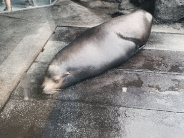 鳥羽水族館に投稿された画像（2021/7/7）