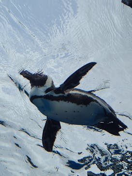 サンシャイン水族館に投稿された画像（2021/7/7）