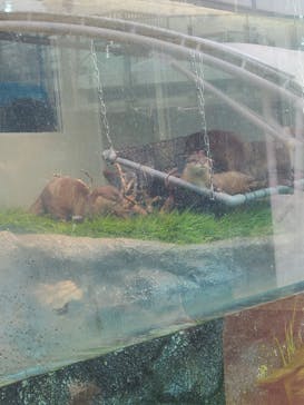 サンシャイン水族館に投稿された画像（2021/7/7）