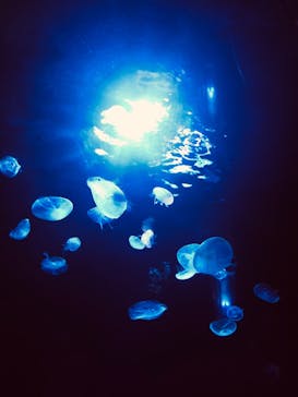 サンシャイン水族館に投稿された画像（2021/7/7）