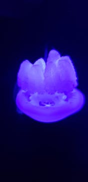 サンシャイン水族館に投稿された画像（2021/7/7）