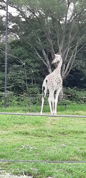 天王寺動物園に投稿された画像（2021/7/7）