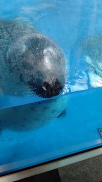 新江ノ島水族館に投稿された画像（2021/7/7）