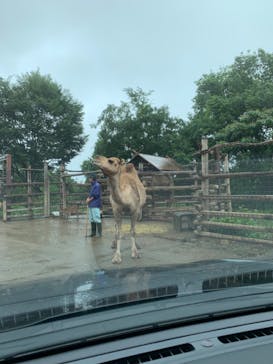 群馬サファリパークに投稿された画像（2021/7/8）