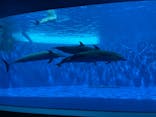 四国水族館に投稿された画像（2021/7/8）