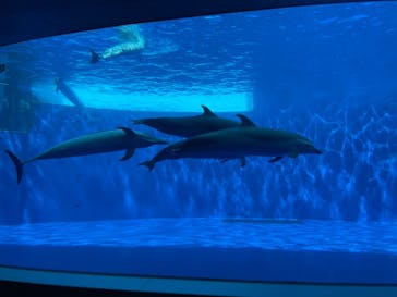 四国水族館に投稿された画像（2021/7/8）