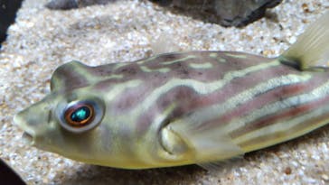 カワスイ 川崎⽔族館に投稿された画像（2021/7/8）