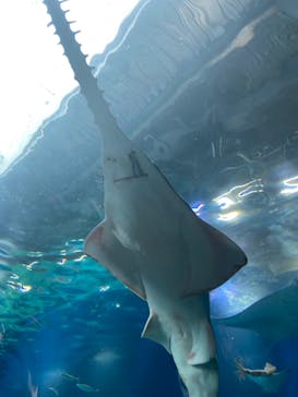 マクセル アクアパーク品川に投稿された画像（2021/7/8）