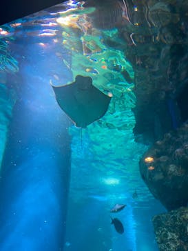 マクセル アクアパーク品川に投稿された画像（2021/7/8）