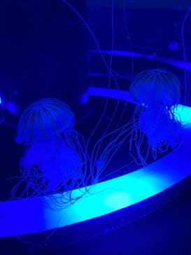 マクセル アクアパーク品川に投稿された画像（2021/7/8）