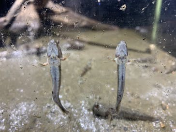 四国水族館に投稿された画像（2021/7/8）