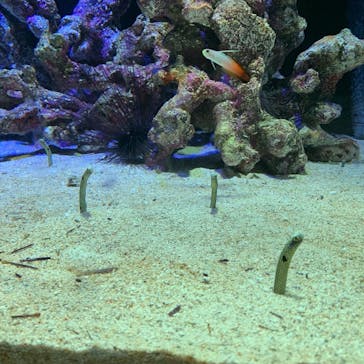 四国水族館に投稿された画像（2021/7/8）