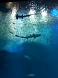 アクアワールド茨城県大洗水族館に投稿された画像（2021/7/9）