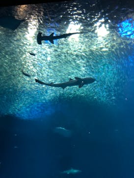 アクアワールド茨城県大洗水族館に投稿された画像（2021/7/8）