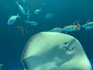 四国水族館に投稿された画像（2021/7/9）