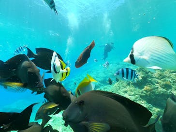 DIVING-SHOP SUNSに投稿された画像（2021/7/9）