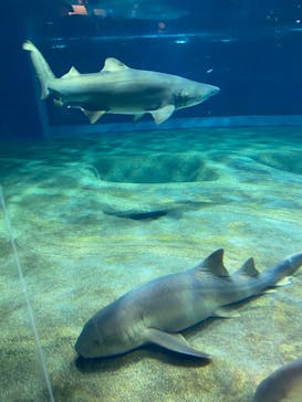 アクアワールド茨城県大洗水族館に投稿された画像（2021/7/9）