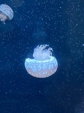 アクアワールド茨城県大洗水族館に投稿された画像（2021/7/9）