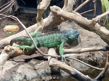 カワスイ 川崎⽔族館に投稿された画像（2021/7/9）