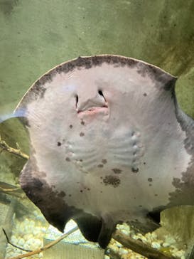 カワスイ 川崎⽔族館に投稿された画像（2021/7/9）
