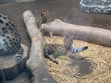 神戸どうぶつ王国に投稿された画像（2021/7/9）