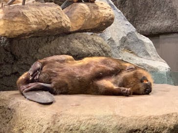 神戸どうぶつ王国に投稿された画像（2021/7/9）