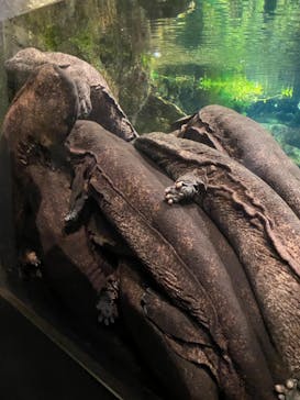 京都水族館に投稿された画像（2021/7/10）