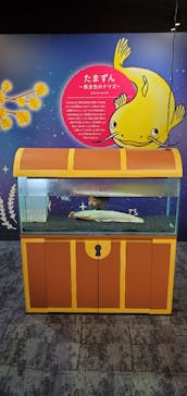 カワスイ 川崎⽔族館に投稿された画像（2021/7/10）