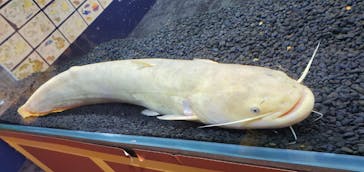 カワスイ 川崎⽔族館に投稿された画像（2021/7/10）