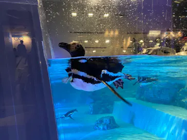 すみだ水族館に投稿された画像（2021/7/10）