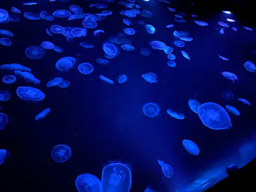 すみだ水族館に投稿された画像（2021/7/10）