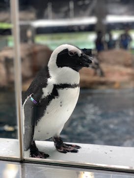 京都水族館に投稿された画像（2021/7/10）
