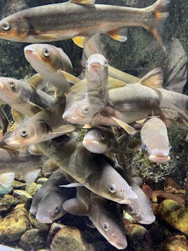 サケのふるさと 千歳水族館に投稿された画像（2021/7/10）